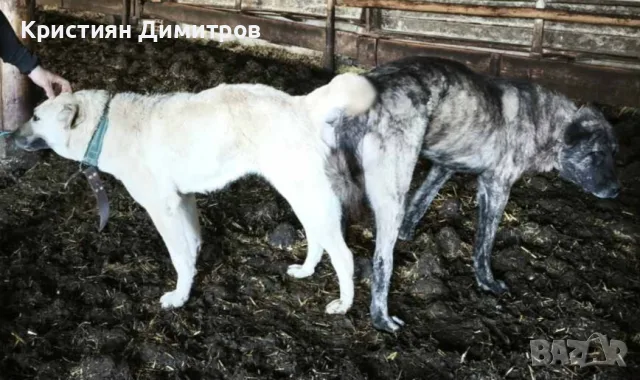 Свободни кангали ., снимка 8 - Кангал - 55769861