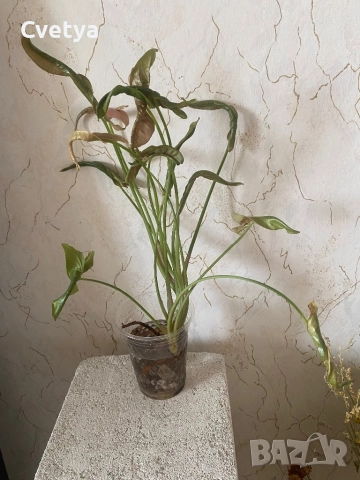 Сингониум-розов, снимка 2 - Стайни растения - 52946678