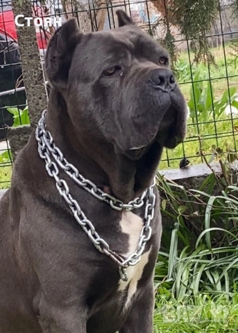 Кане корсо за разплод , снимка 2 - Кане корсо - 53888930