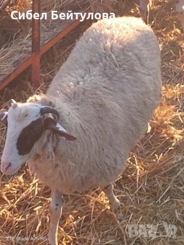 Продавам овце,агнета и кочове, снимка 3 - Овце - 52836919