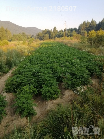 Картофи семе, снимка 4 - Разсади - 38859078