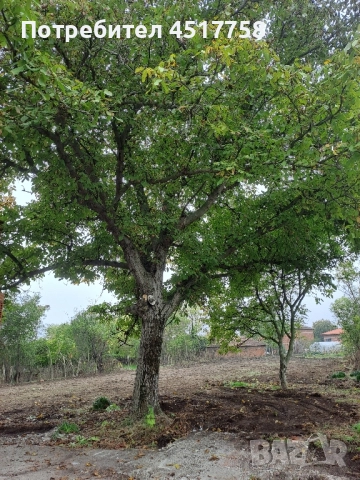 орехово дърво, снимка 3 - Други - 52339150