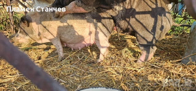 виетнамски прасета прасенца, снимка 6 - Плюшени играчки - 51588207