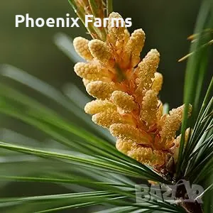 Боров прашец суров веган Български, снимка 3 - Хранителни добавки - 50113000