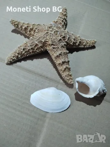 Океански дарове, снимка 8 - Други ценни предмети - 48922368