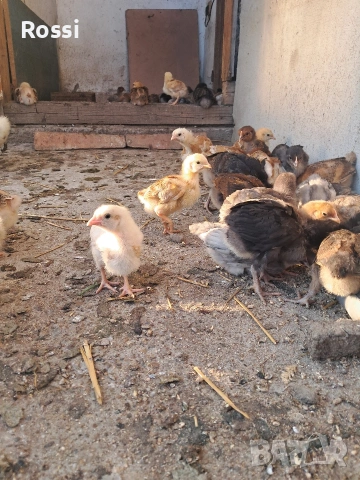 Дворни пилета за яйца и месо, снимка 3 - Кокошки и пуйки - 54238936