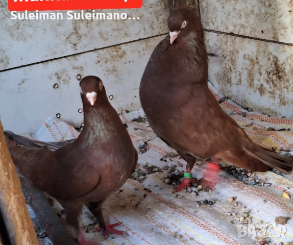 Продавам 2 двойки въртящи и подарък едно младо тяхно 60 лв 