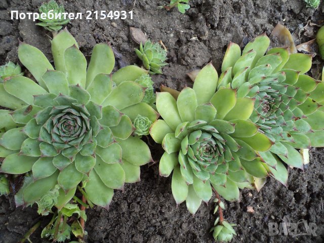 Сукуленти / Дебелец / Алпийска роза, снимка 4 - Градински цветя и растения - 36621042