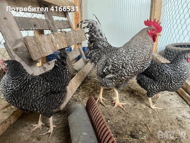 Яйца от Амрок, снимка 3 - Кокошки и пуйки - 54230948