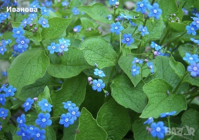 Незабравка