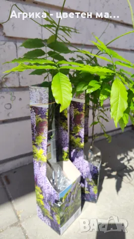 Червена боровинка - разсад от лицензиран разсадник , снимка 6 - Разсади - 49922451