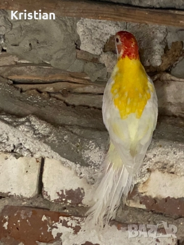 Свободни Розели - Мутация, снимка 8 - Папагали - 50741218