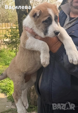 Алабай, снимка 7 - Алабай - 54183559