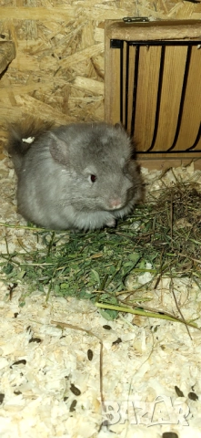 Продавам чинчила, снимка 2 - Чинчили - 52350530