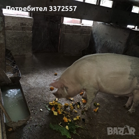 Продава домашно прасе , снимка 3 - Други животни - 52348277