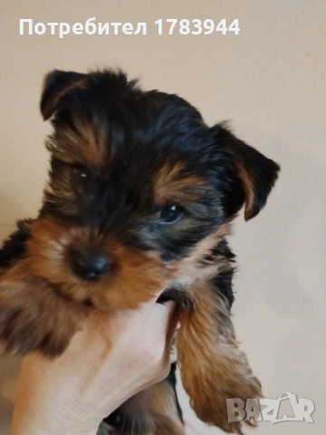 Женско йорки родено на 12.12.2025, снимка 5 - Йоркширски териер - 53285579
