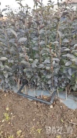 лигуструм жив плет , снимка 2 - Градински цветя и растения - 49842657