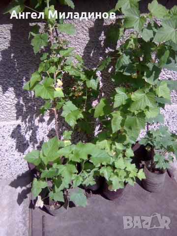 Черен касис, снимка 1 - Градински цветя и растения - 30777061