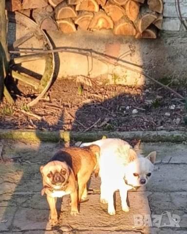 Чистокръвни мини чихуахуа , снимка 15 - Чихуахуа - 53380954