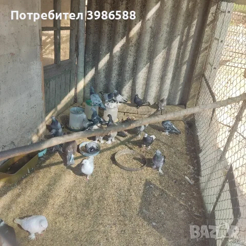 Гълъби, гълъби гълъби , снимка 4 - Гълъби - 55998496