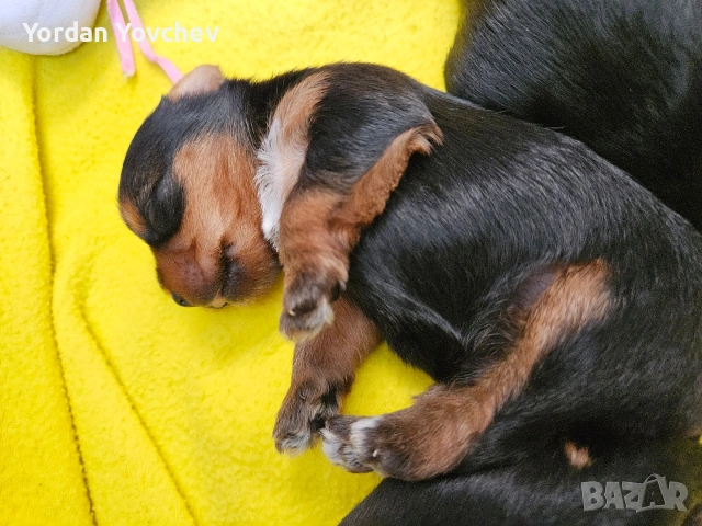 Мини Йорки, снимка 4 - Йоркширски териер - 54337040