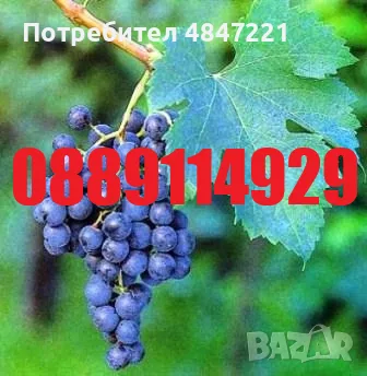 Продава се грозде - мерло 0.55 / кг