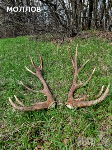 Еленови Рога 