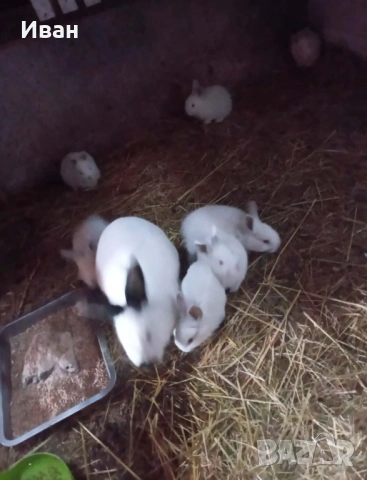 Калифорнийски зайци, снимка 2 - Декоративни зайчета - 53247780
