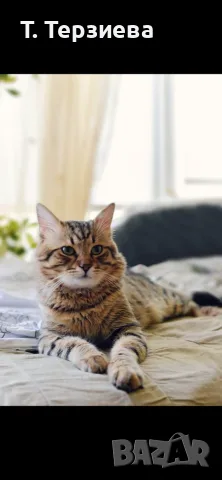 Продавам сибирски котенца , снимка 12 - Сибирски - 55796472
