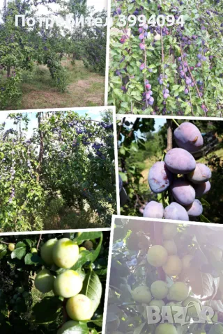 Продава овощна градина