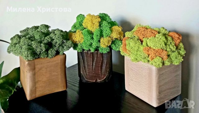 Кашпи със скандинавски мъх , снимка 1