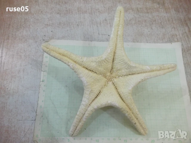 Звезда морска - 6, снимка 4 - Други стоки за дома - 50553562