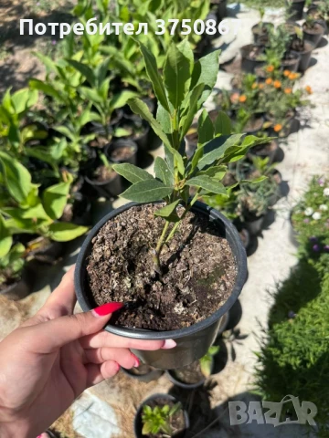 🌱☀️💞 Дафинов лист / Лаврово дърво  (Laurus nobilis) 🌿🌸❤️, снимка 6 - Градински цветя и растения - 51029074
