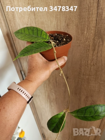 Хоя Callistophylla, снимка 2 - Стайни растения - 51866013