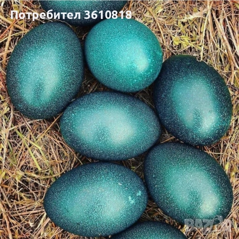 Яйце от Ему (и за консумация и за разплод), снимка 2 - Други животни - 39309532