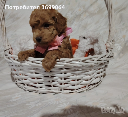 Мини пудел, снимка 2 - Пудели - 52664857