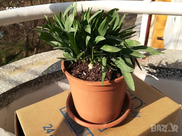 ГРЪМ ОТ КОКИЧЕТА В САКСИЯ С ЗЕМЯ И ЛУКОВИЦИ 1802241221, снимка 11 - Градински цветя и растения - 44350741