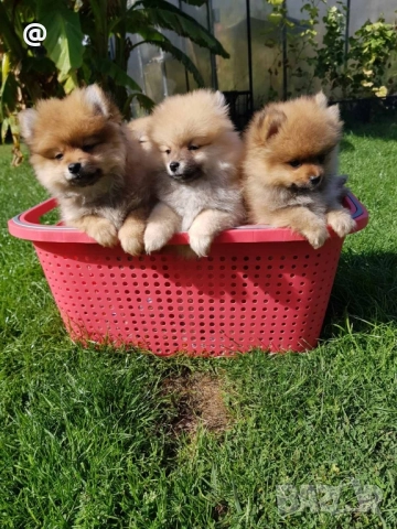 Померан померани Гр. София, снимка 2 - Померан - 51952079