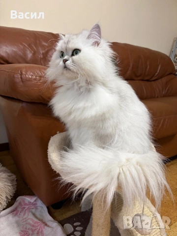 Персийски котенца ,цвят сребърна чинчила , снимка 6 - Персийска - 54087757