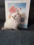КОТЕНЦЕ КАТО  ОТ РЕКЛАМА, снимка 3