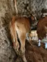 2 женски телата по 4 месеца , снимка 1