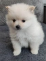Продавам померан - момче., снимка 1