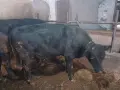 свободни телета , снимка 1
