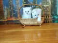 Сребърни британчета , снимка 2