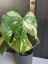 Monstera Thai Constellation /Монстера Тай Констеллейшъ, снимка 2