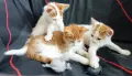 Подарявам малки котенца на три месеца, снимка 1