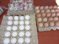 Предлагам разплодни яйца от Бял легхорн., снимка 1 - Кокошки и пуйки - 44559631