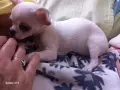 Мини чихуахуа уникални , снимка 3
