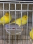 продавам цветни канари Жълти Червени Глостери и Венецуелски Скатии , снимка 4