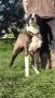 Средноазиатска овчарка - Алабай, снимка 5